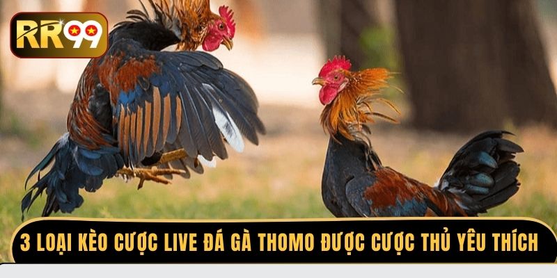 3 loại kèo cược live đá gà Thomo được cược thủ yêu thích
