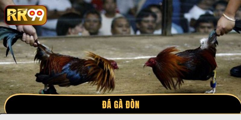 Đá gà đòn | Bí quyết chọn chiến kê đá gà đòn chuẩn